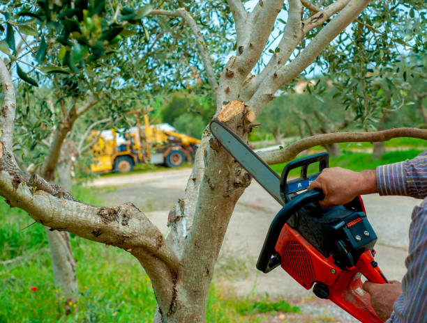 Tree Service Company in Carrollwood, FL